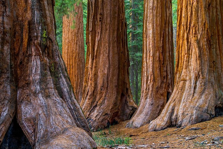 Small-Group Giant Redwoods and Russian River Wine Country Trip  - Photo 1 of 6